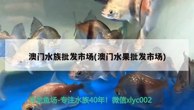 澳门水族批发市场(澳门水果批发市场)