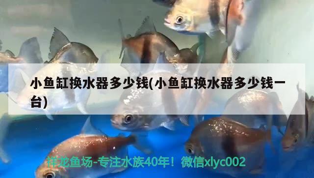 自制鱼缸循环水养鱼方法 自制鱼缸循环水养鱼方法视频 黄金达摩鱼 第1张