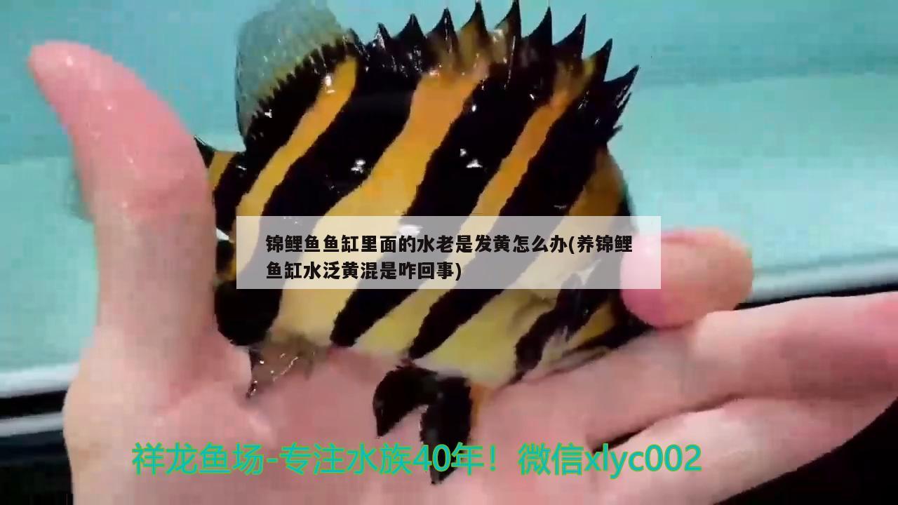 塔城水族批发市场在哪里有卖鱼的：塔城水族批发市场在哪里有卖鱼的店 观赏鱼水族批发市场 第1张