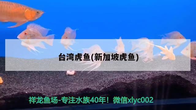 起司猫qq表情：起司猫可爱图片 猫猫 第2张