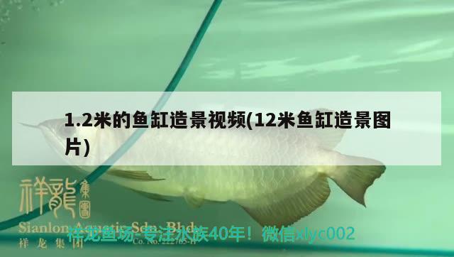 1.2米的鱼缸造景视频(12米鱼缸造景图片) 粗线银版鱼