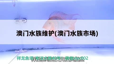 澳门水族维护(澳门水族市场)