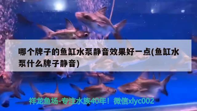 哪个牌子的鱼缸水泵静音效果好一点(鱼缸水泵什么牌子静音)