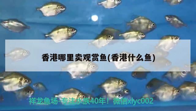 香港哪里卖观赏鱼(香港什么鱼) 广州祥龙国际水族贸易