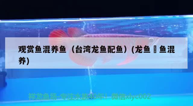 观赏鱼混养鱼（台湾龙鱼配鱼）(龙鱼魟鱼混养) 广州祥龙国际水族贸易