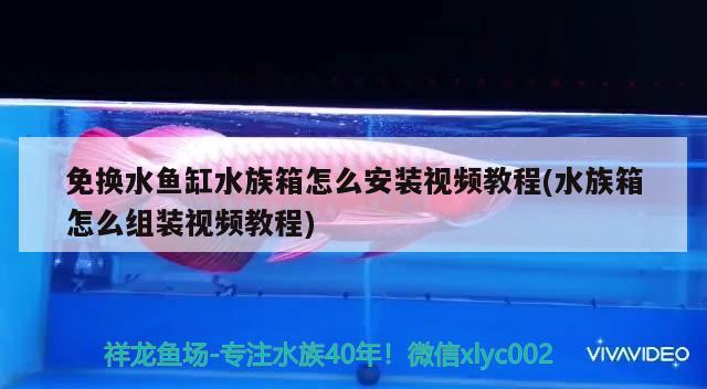 免换水鱼缸水族箱怎么安装视频教程(水族箱怎么组装视频教程)