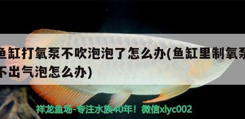 鱼缸打氧泵不吹泡泡了怎么办(鱼缸里制氧泵不出气泡怎么办)