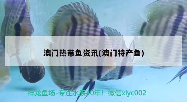 澳门热带鱼资讯(澳门特产鱼) 广州祥龙国际水族贸易