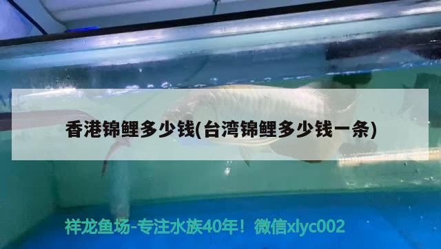 香港锦鲤多少钱(台湾锦鲤多少钱一条) 广州祥龙国际水族贸易