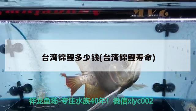 台湾锦鲤多少钱(台湾锦鲤寿命) 广州祥龙国际水族贸易