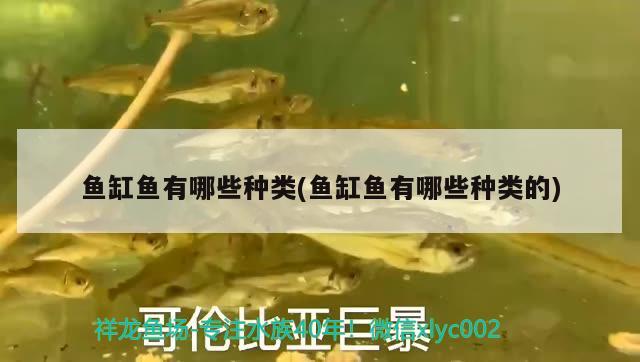 澳门水族馆多少钱(澳门水族馆多少钱门票)