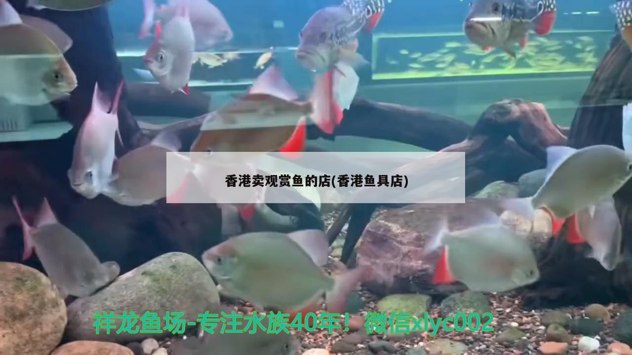 香港卖观赏鱼的店(香港鱼具店) 广州祥龙国际水族贸易