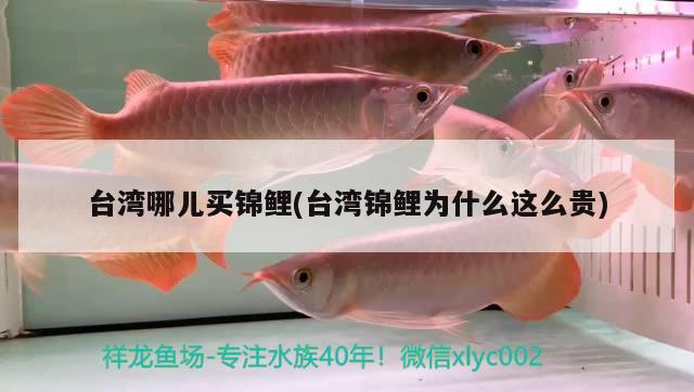 台湾哪儿买锦鲤(台湾锦鲤为什么这么贵) 广州祥龙国际水族贸易