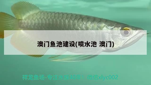 澳门鱼池建设(喷水池澳门) 广州祥龙国际水族贸易