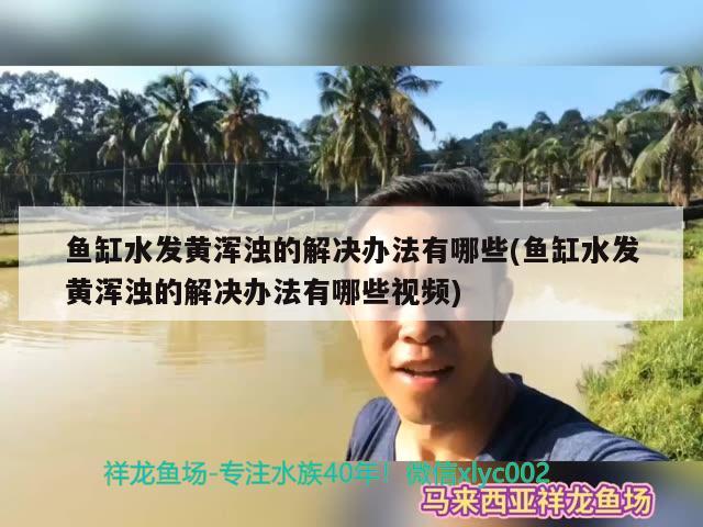 黄金斑马狗头鱼和黄金狗头鱼的区别，黄金斑马狗头鱼价格以及黄金狗头鱼多少钱对应的信息 斑马狗头鱼 第2张