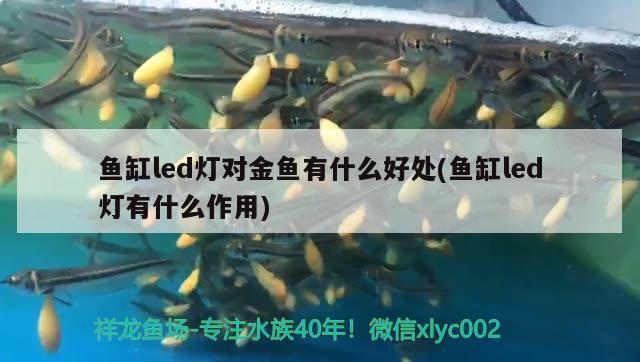 鱼缸led灯对金鱼有什么好处(鱼缸led灯有什么作用) 观赏鱼鱼苗