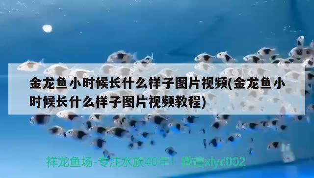 金龙鱼小时候长什么样子图片视频(金龙鱼小时候长什么样子图片视频教程)