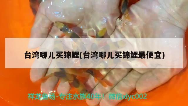 台湾哪儿买锦鲤(台湾哪儿买锦鲤最便宜) 广州祥龙国际水族贸易