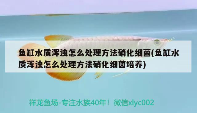 鱼缸水质浑浊怎么处理方法硝化细菌(鱼缸水质浑浊怎么处理方法硝化细菌培养) 硝化细菌