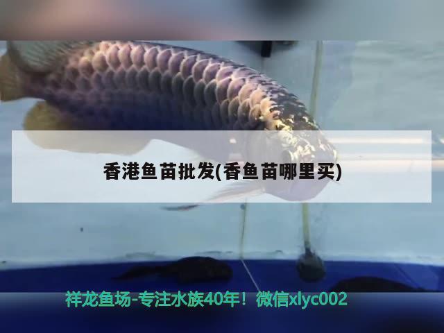 香港鱼苗批发(香鱼苗哪里买) 广州祥龙国际水族贸易