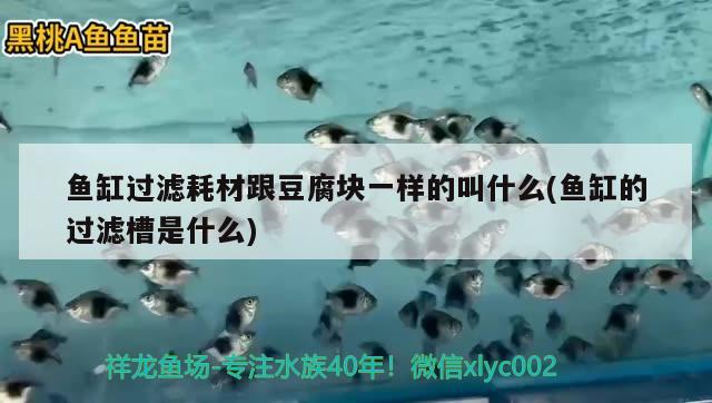 鱼缸过滤耗材跟豆腐块一样的叫什么(鱼缸的过滤槽是什么) 广州观赏鱼批发市场