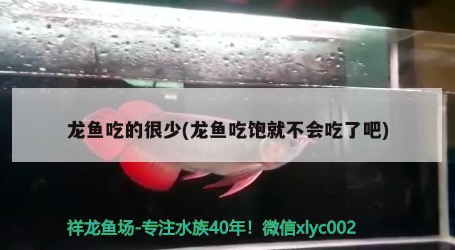 龙鱼吃的很少(龙鱼吃饱就不会吃了吧) 柠檬鲫