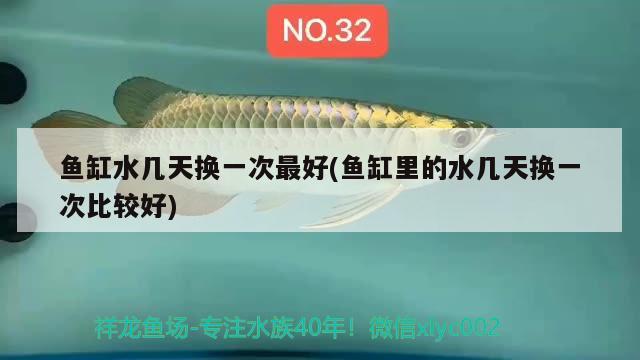 鱼缸水几天换一次最好(鱼缸里的水几天换一次比较好) 元宝凤凰鱼专用鱼粮