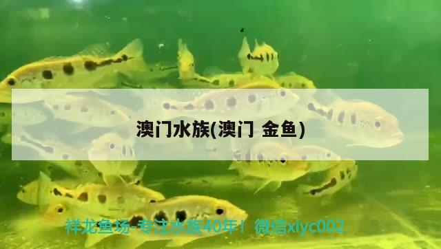 澳门水族(澳门金鱼) 广州祥龙国际水族贸易