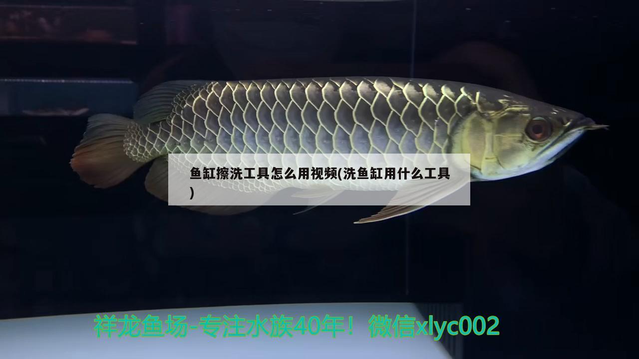 鱼缸擦洗工具怎么用视频(洗鱼缸用什么工具) 广州水族器材滤材批发市场