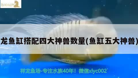 魟鱼顺着缸壁爬代表啥：魟鱼在缸底急游乱窜