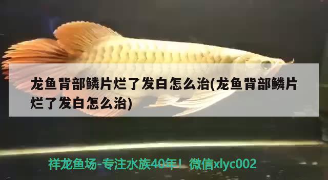 龙鱼背部鳞片烂了发白怎么治(龙鱼背部鳞片烂了发白怎么治)