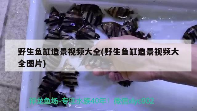 深圳鱼缸清洗维护中心地址：深圳鱼缸清洗创艺水族专业 广州水族批发市场 第2张