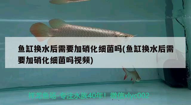 虎鱼到底有多强大？，歌利亚虎鱼vs鳄鱼vs鳄鱼，动物学家的镜头曾记录下惊人一幕 虎鱼百科 第1张