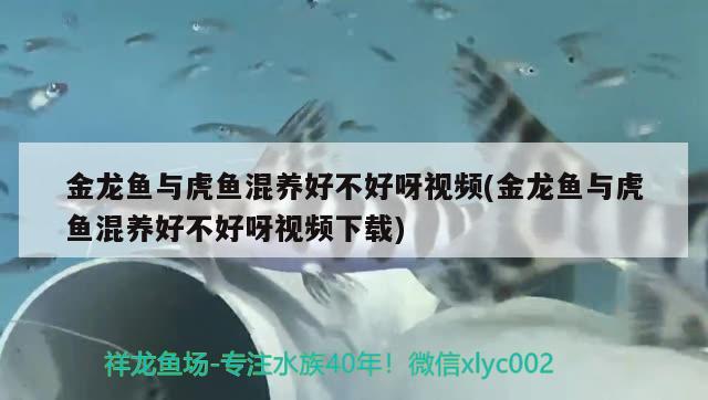 金龙鱼与虎鱼混养好不好呀视频(金龙鱼与虎鱼混养好不好呀视频下载) 虎鱼百科