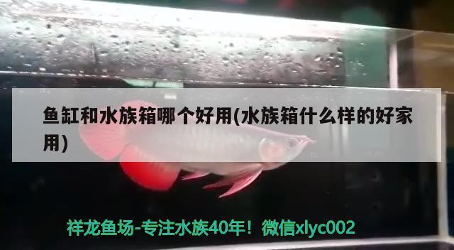 鱼缸和水族箱哪个好用(水族箱什么样的好家用)