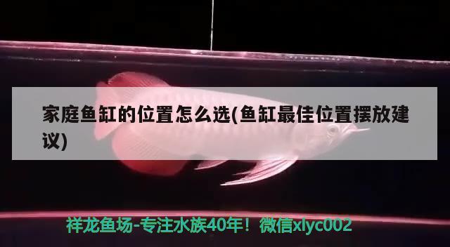 家庭鱼缸的位置怎么选(鱼缸最佳位置摆放建议) 白子球鲨鱼