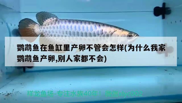 鹦鹉鱼在鱼缸里产卵不管会怎样(为什么我家鹦鹉鱼产卵,别人家都不会)