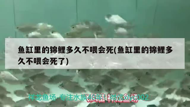 鱼缸里的锦鲤多久不喂会死(鱼缸里的锦鲤多久不喂会死了) 眼斑鱼