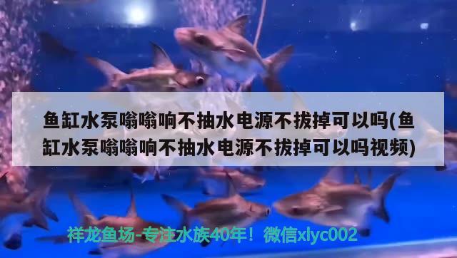 鱼缸水泵嗡嗡响不抽水电源不拔掉可以吗(鱼缸水泵嗡嗡响不抽水电源不拔掉可以吗视频) 鱼缸水泵