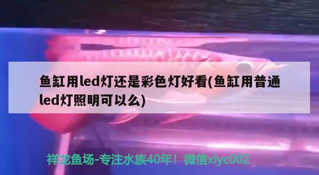 鱼缸用led灯还是彩色灯好看(鱼缸用普通led灯照明可以么) 财神鹦鹉鱼