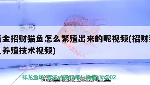 苏州鱼缸报价鱼缸价格及图片尺寸一米长宽多少钱一个解释（1米的鱼缸一般多少钱大概多少钱？） 三色锦鲤鱼 第3张