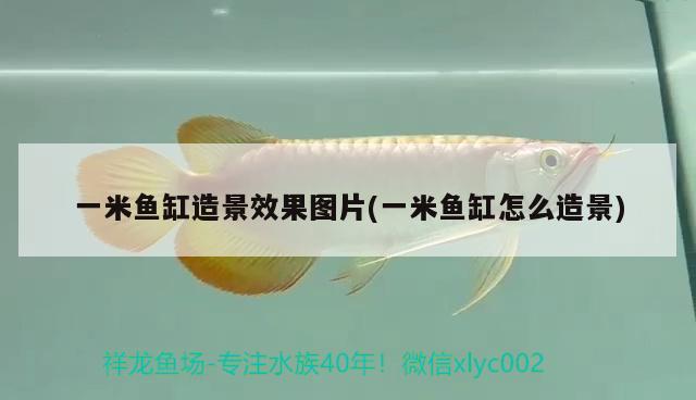 一米鱼缸造景效果图片(一米鱼缸怎么造景) 黄金眼镜蛇雷龙鱼