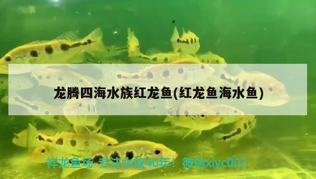 龙腾四海水族红龙鱼(红龙鱼海水鱼) 海水鱼