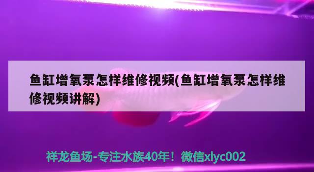 鱼缸增氧泵怎样维修视频(鱼缸增氧泵怎样维修视频讲解) 印尼虎苗