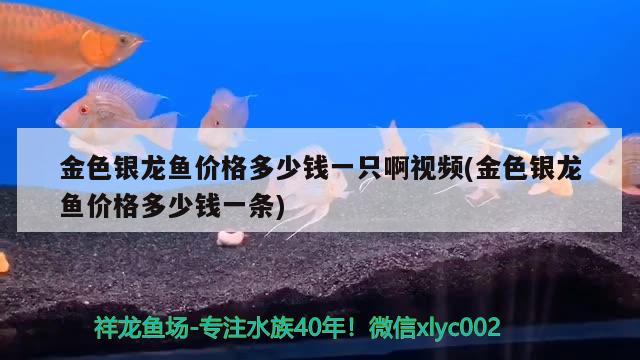 金色银龙鱼价格多少钱一只啊视频(金色银龙鱼价格多少钱一条)