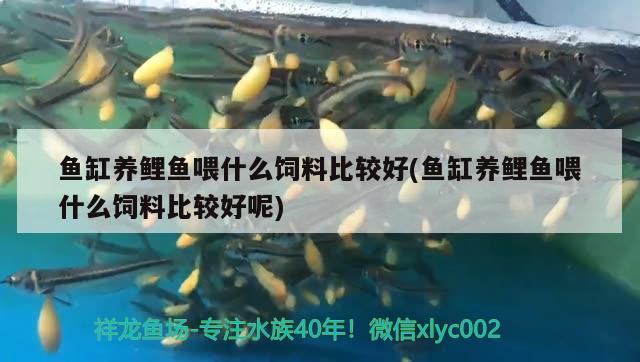 湛江鱼缸水族箱批发市场地址在哪里呀(湛江哪里有鱼缸买)