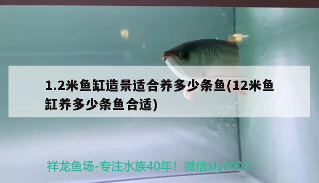 1.2米鱼缸造景适合养多少条鱼(12米鱼缸养多少条鱼合适) 黄吉金龙（白子金龙鱼）