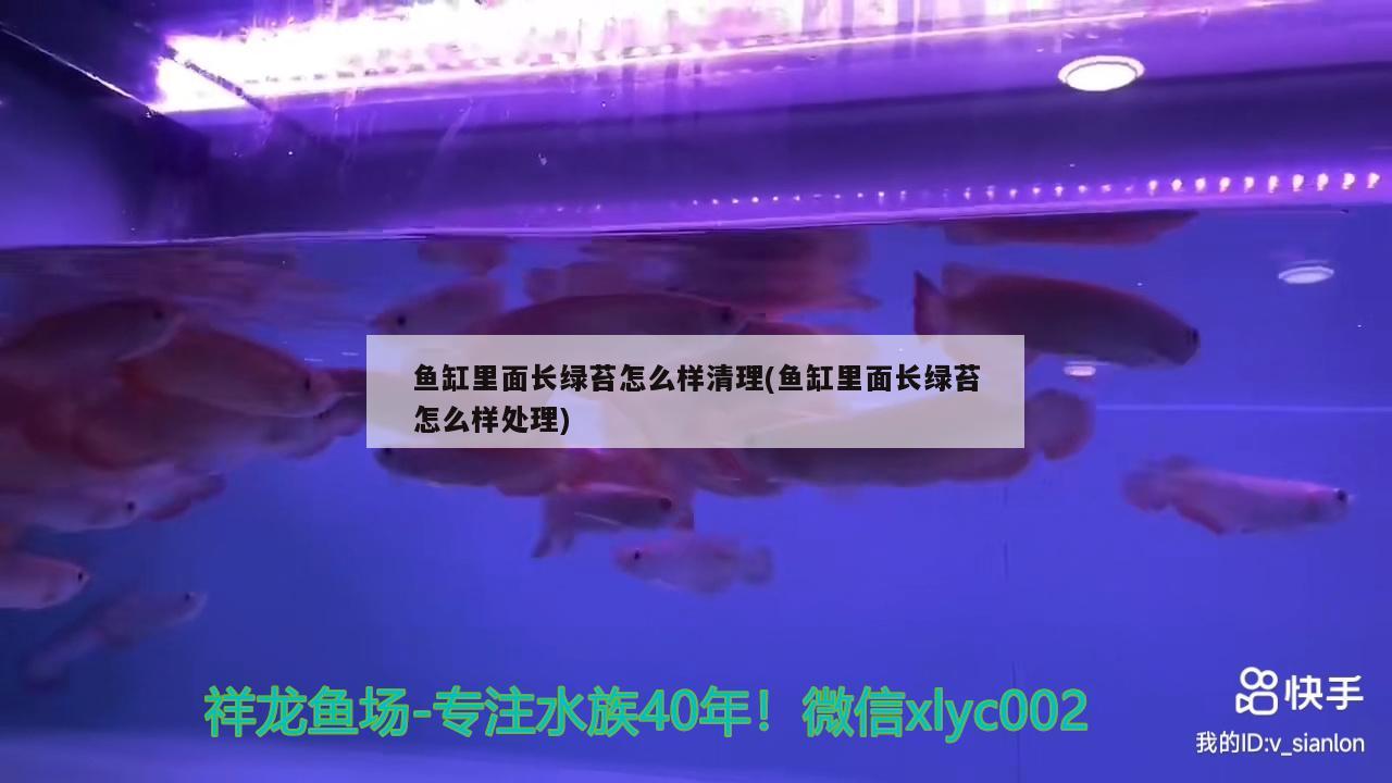 鱼缸里面长绿苔怎么样清理(鱼缸里面长绿苔怎么样处理)