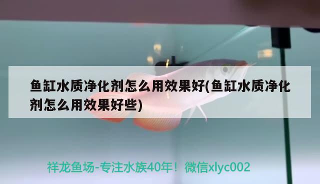 鱼缸水质净化剂怎么用效果好(鱼缸水质净化剂怎么用效果好些) 喷点菠萝鱼