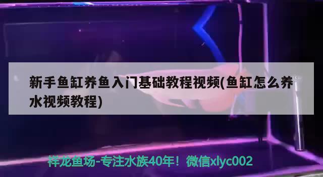 新手鱼缸养鱼入门基础教程视频(鱼缸怎么养水视频教程) 大白鲨鱼苗